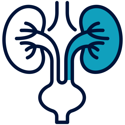 Kidney, Urinary